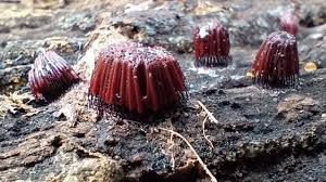 Attēlu rezultāti vaicājumam “Oligonema sp.”