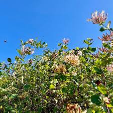 Attēlu rezultāti vaicājumam “Lonicera caprifolium”