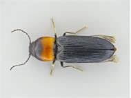 Attēlu rezultāti vaicājumam “Cardiophorus ruficollis”