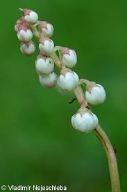 Attēlu rezultāti vaicājumam “Pyrola minor bud”