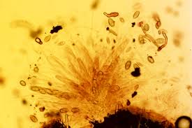 Attēlu rezultāti vaicājumam “Poronia punctata”