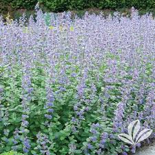 Attēlu rezultāti vaicājumam “Nepeta x faassenii leaf”