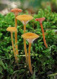 Attēlu rezultāti vaicājumam “Diderma radiatum macro”