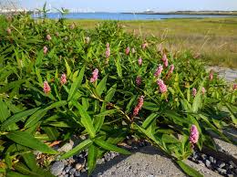 Attēlu rezultāti vaicājumam “Polygonum amphibium”