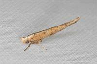 Attēlu rezultāti vaicājumam “Yponomeutidae”