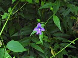 Image result for Browallia speciosa