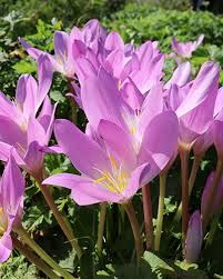 Attēlu rezultāti vaicājumam “Colchicum autumnale flower”