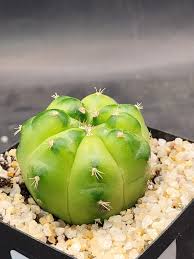 Image result for Gymnocalycium