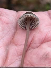 Attēlu rezultāti vaicājumam “Diderma umbilicatum macro”