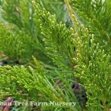 Attēlu rezultāti vaicājumam “Juniperus sabina”