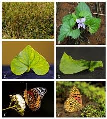 Attēlu rezultāti vaicājumam “Argynnis laodice male”