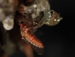 Attēlu rezultāti vaicājumam “Rabdophaga degeeri”