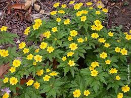 Attēlu rezultāti vaicājumam “Anemone ranunculoides leaf”