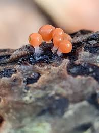 Attēlu rezultāti vaicājumam “Trichia crateriformis macro”