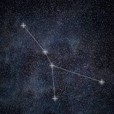 Image result for Cancer borealis