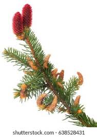 Attēlu rezultāti vaicājumam “Picea abies male flower”