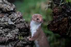 Attēlu rezultāti vaicājumam “Mustela nivalis adult”