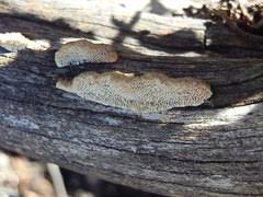 Attēlu rezultāti vaicājumam “Antrodia mellita”