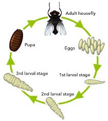 Attēlu rezultāti vaicājumam “Musca domestica”