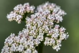 Image result for Baldrian