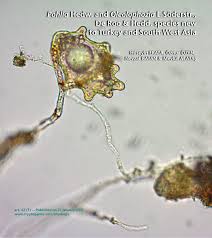 Attēlu rezultāti vaicājumam “Pohlia wahlenbergii var. calcarea”