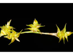 Attēlu rezultāti vaicājumam “Carex echinata”