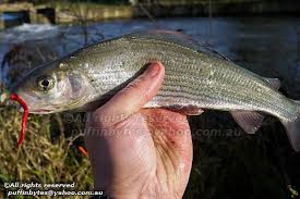 Image result for Thymallus thymallus