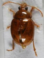 Attēlu rezultāti vaicājumam “Alticinae”