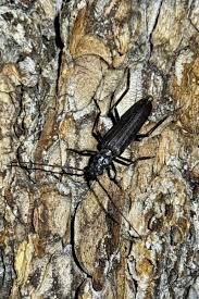 Attēlu rezultāti vaicājumam “Cribraria costata”