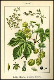 Attēlu rezultāti vaicājumam “Humulus lupulus leaf”