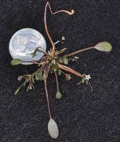 Attēlu rezultāti vaicājumam “Limosella aquatica flower”