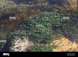 Attēlu rezultāti vaicājumam “Fontinalis antipyretica subsp. gracilis”