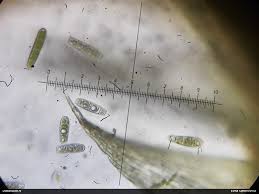 Attēlu rezultāti vaicājumam “Plagiothecium latebricola macro”