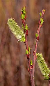Attēlu rezultāti vaicājumam “Salix daphnoides”