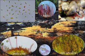 Attēlu rezultāti vaicājumam “Crustoderma dryinum”