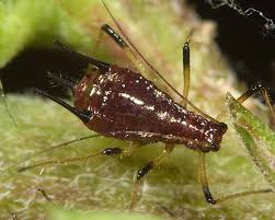 Attēlu rezultāti vaicājumam “Uroleucon hypochoeridis”