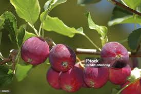 Attēlu rezultāti vaicājumam “Malus baccata fruit”