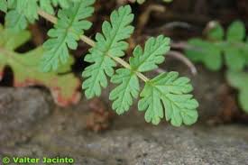 Attēlu rezultāti vaicājumam “Erodium cicutarium”