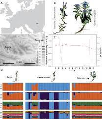Attēlu rezultāti vaicājumam “Maculinea alcon eggs”