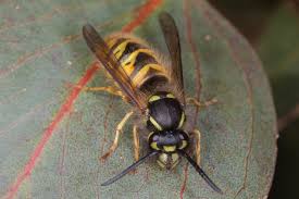 Attēlu rezultāti vaicājumam “Vespidae”