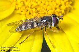 Attēlu rezultāti vaicājumam “Eupeodes corollae”