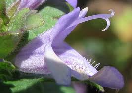 Attēlu rezultāti vaicājumam “Glechoma hederacea flower”