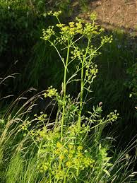Image result for Pastinaca sativa