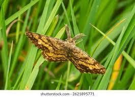 Attēlu rezultāti vaicājumam “Ematurga atomaria”