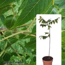 Attēlu rezultāti vaicājumam “Juglans nigra”