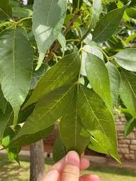 Attēlu rezultāti vaicājumam “Fraxinus pennsylvanica”