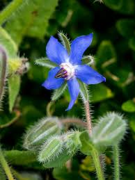 Image result for Borretsch