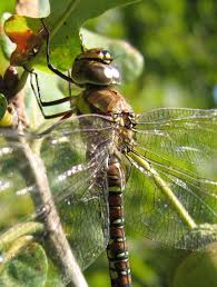 Attēlu rezultāti vaicājumam “Aeshna mixta female”