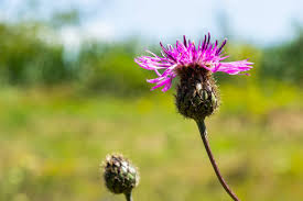 Attēlu rezultāti vaicājumam “Centaurea scabiosa flower”