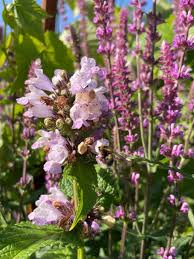 Image result for Katzenminze